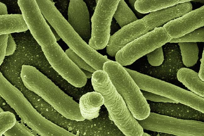 Реферат На Тему Бактерии В Жизни Человека